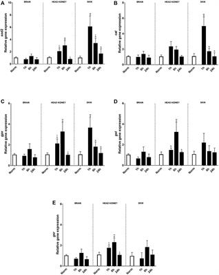 Rainbow trout integrated response after recovery from short-term acute hypoxia